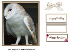 Barn Owl