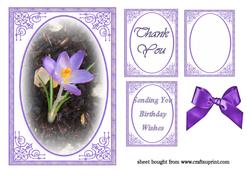 Crocus