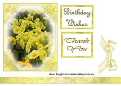 Yellow Primrose