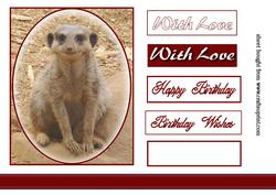 Little Meerkat