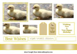 Cute Little Duckling