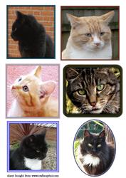6 Cat Toppers