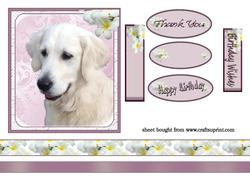 White Retriever