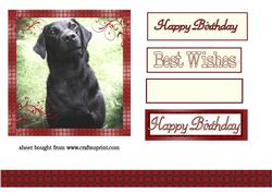Pepper the Black Labrador