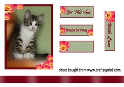 Lovely Kitten in a Frame