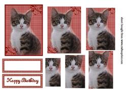 Happy Birthday Kitten