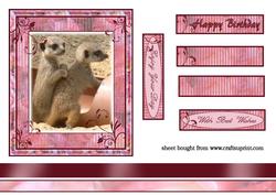 Baby Meerkats