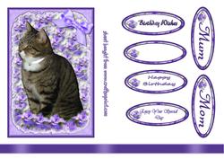 Cat in Purple Frame