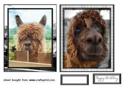 Alpacca Topper