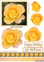 Yellow Rose