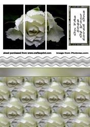 White Rose Sympathy