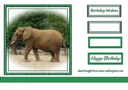 Elephant