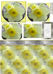 Daffodil Pyramid