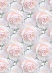 Pink Rose Backing2
