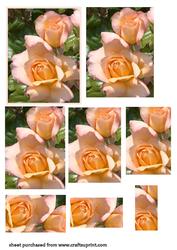 Peach Rose Pyramid
