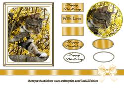 Cat in Forsythia Bush