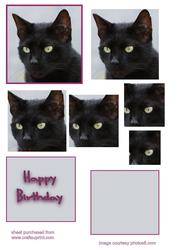 Little Black Cat