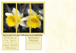 Daffodil Panel