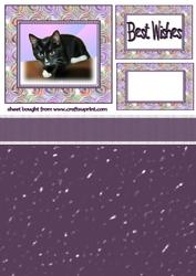 Little Black Cat