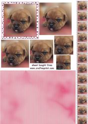 Cute Little Puppy