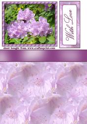 Purple Rhododendron