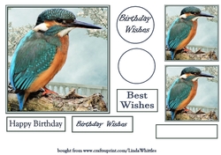 Kingfisher Quick Card