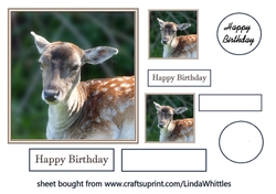 Fallow Deer Topper