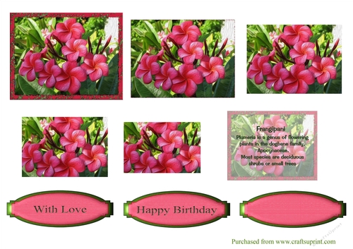 Pink Frangipani Pyramage Topper