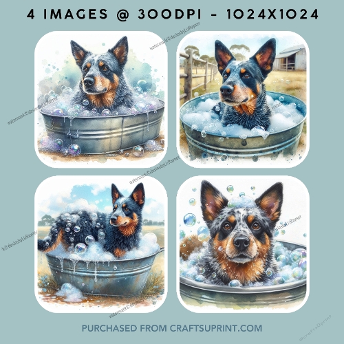 Blue Heeler Taking a Bath