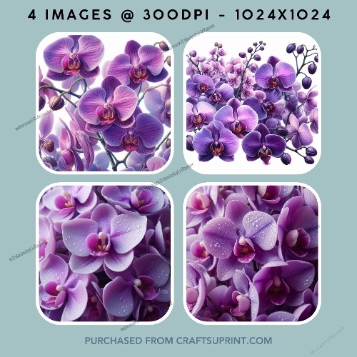 Purple Orchids