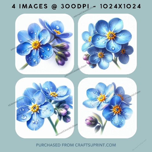 Forget-me-not Flowers