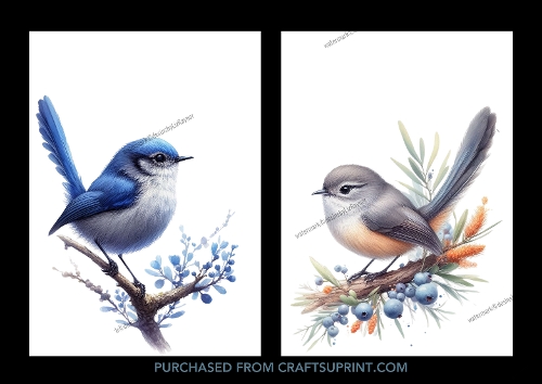 Superb Fairy-Wren
