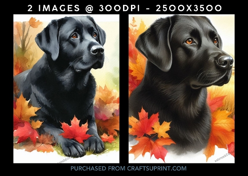 Black Labrador Dog