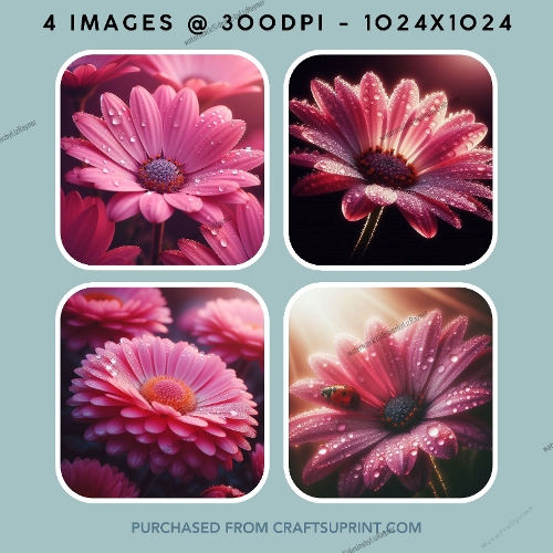 Vibrant Pink Daisy