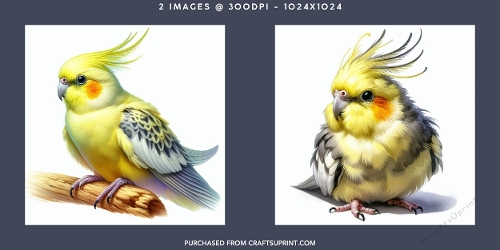 Fluffy Cockatiel Bird Portrait with Orange Cheeks