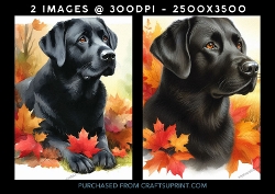 Black Labrador Dog