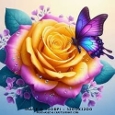 Beautiful Yellow and Pink Rose with Purple Butterfly and Dewdrops Card Front