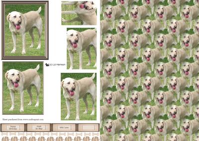 Golden Labrador Pyramid with Background