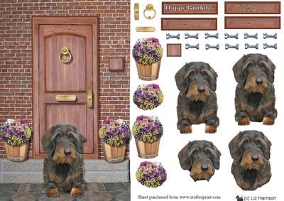 Wire Haired Dachshund on a Door Step