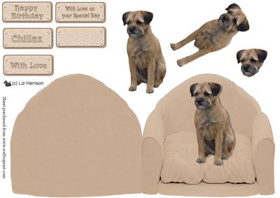 Border Terrier on a Chair