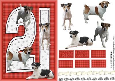 Jack Russell Terrier 21st Birthday Card