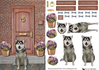 Alaskan Malamute on a Doorstep