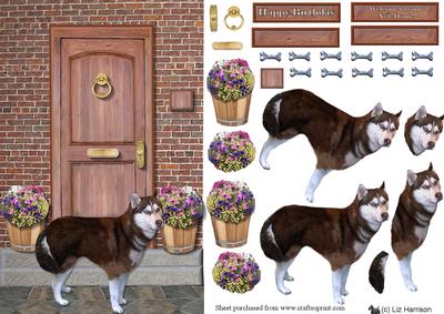 Siberian Husky on a Doorstep