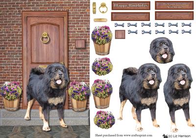 Tibetan Mastiff on a Doorstep