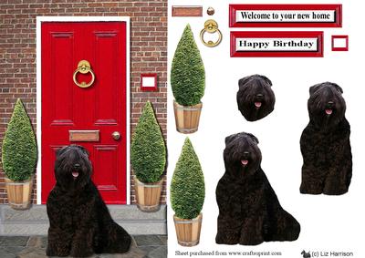 Bouvier Des Flandres with a Red Door
