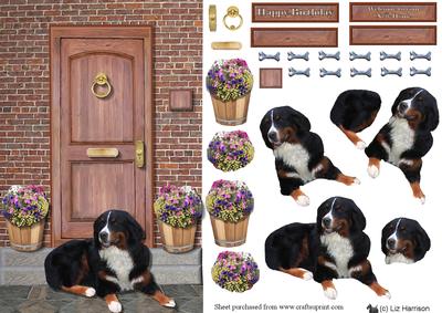 Bernese Mountain Dog on a Doorstep