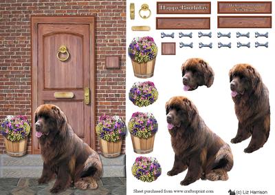 Newfoundland,brown,on a Doorstep