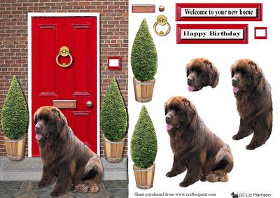 Newfoundland,brown, with a Red Door
