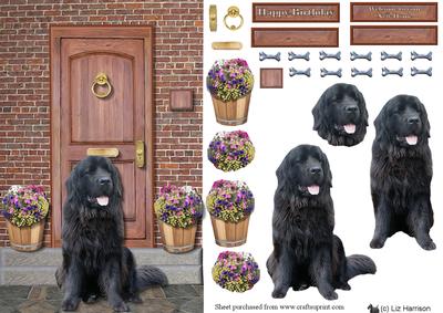 Newfoundland,black, on a Doorstep