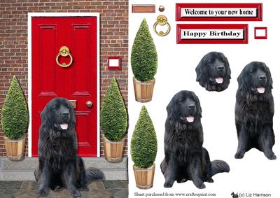 Newfoundland ,black,with a Red Door